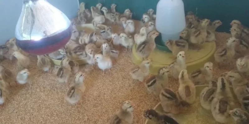 Hướng dẫn cách úm gà con toàn diện, tăng hiệu quả kinh doanh