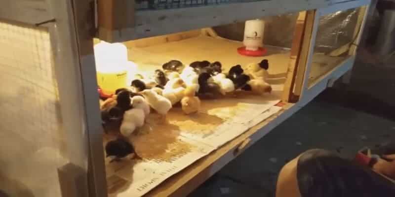 Hướng dẫn cách úm gà con phát triển hiệu quả