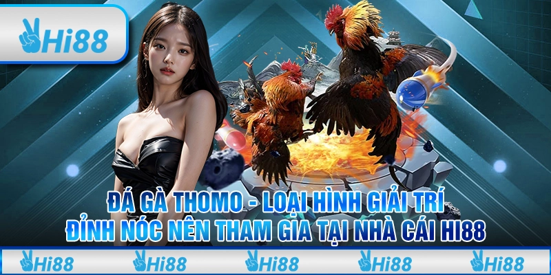 Đá gà Thomo - Loại hình giải trí đỉnh nóc nên tham gia tại nhà cái Hi88