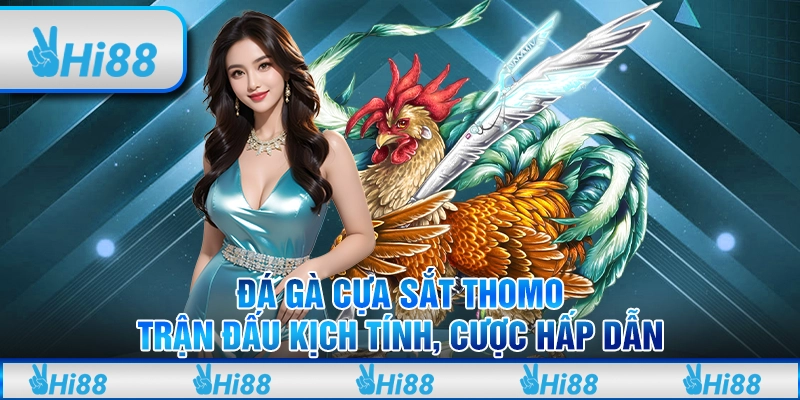Đá gà cựa sắt Thomo - Trận đấu kịch tính, cược hấp dẫn