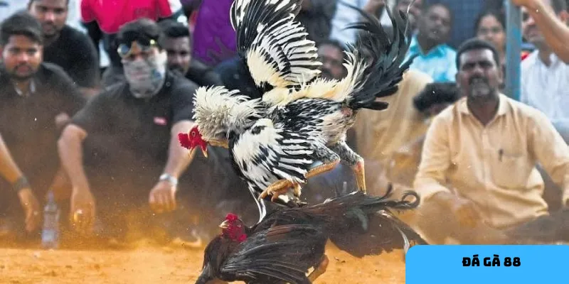 Thông tin về chiến kê giúp dự đoán kết quả chính xác hơn.