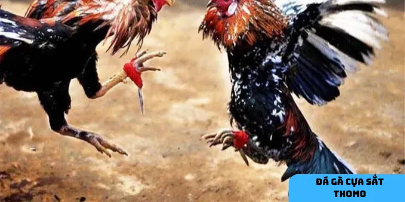 Nghiên cứu chiến kê và quản lý vốn là chìa khóa để thắng lớn khi cược đá gà Thomo.