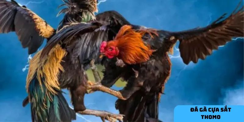 Đá gà Thomo kết hợp sự kịch tính và cơ hội thắng cược hấp dẫn.