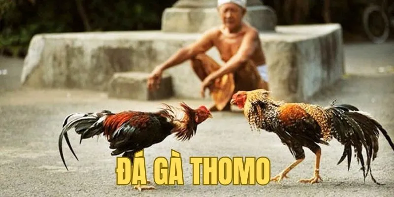 Bí kíp cược đá gà Thomo hữu ích