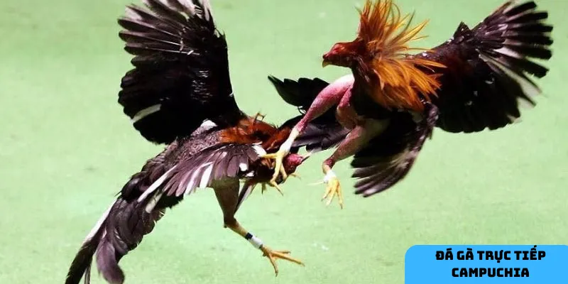 Chiến thuật đặt cược hợp lý.