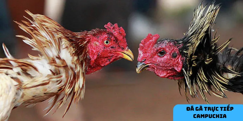 Sự hấp dẫn của đá gà.