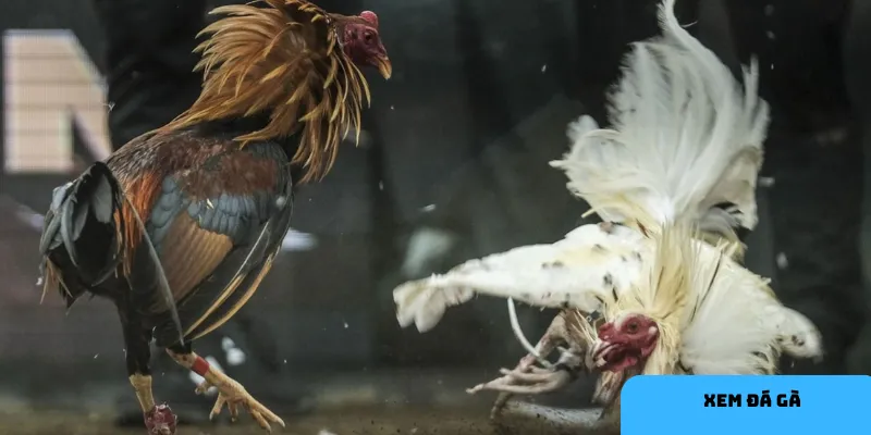 Cơ hội thắng cao nhờ phân tích trực tiếp