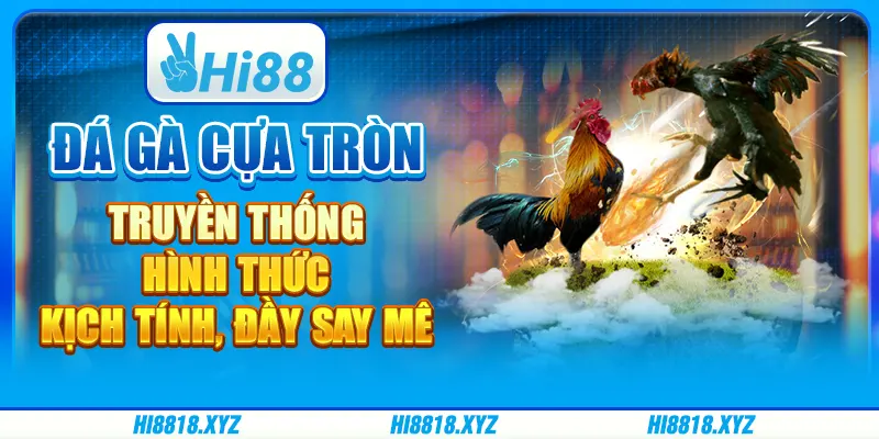 Đá gà cựa tròn truyền thống – Hình thức kịch tính đầy say mê