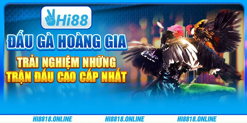 Đấu gà Hoàng gia - Trải nghiệm những trận đấu cao cấp nhất