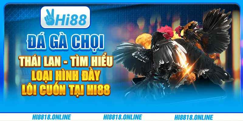 Đá gà chọi Thái Lan - Tìm hiểu loại hình đầy lôi cuốn tại Hi88