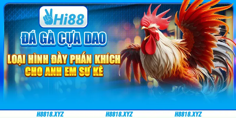 Đá gà cựa dao - Loại hình đầy phấn khích cho anh em sư kê