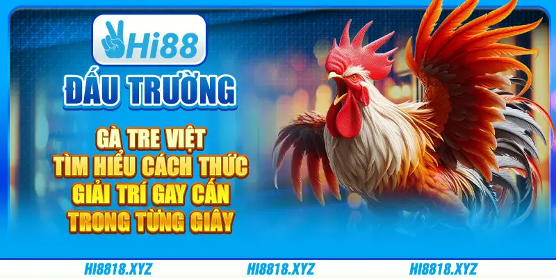 Đấu trường gà tre Việt - Tìm hiểu cách thức giải trí gay cấn nhất