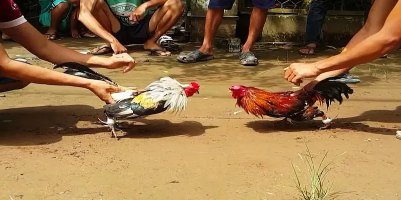 Cửa hòa có tỷ lệ thắng cao nhưng ít xảy ra