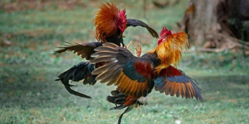 Nguồn gốc sâu xa của đá gà chọi Thái Lan