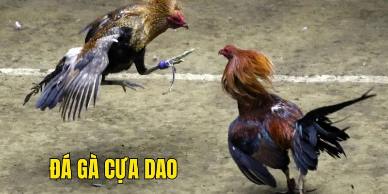 Mẹo cược đá gà mới