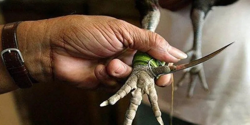 Luật chơi đá gà cựa sắt online từ A-Z