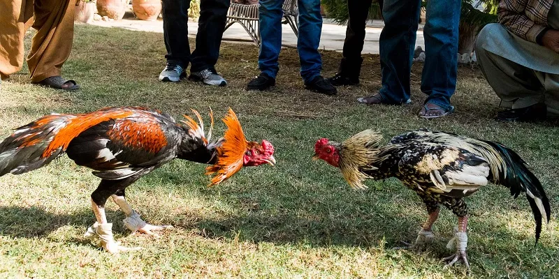 Chọi gà Hoàng gia cực kỳ cuốn hút