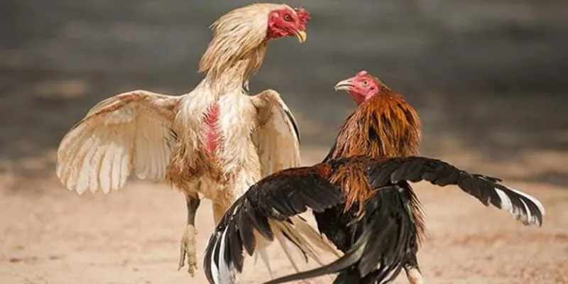 Cảm giác hồi hộp với những trận đấu đầy kịch tính