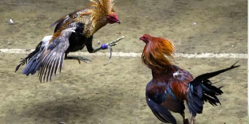 Cách huấn luyện chiến kê để chơi quyết liệt hơn