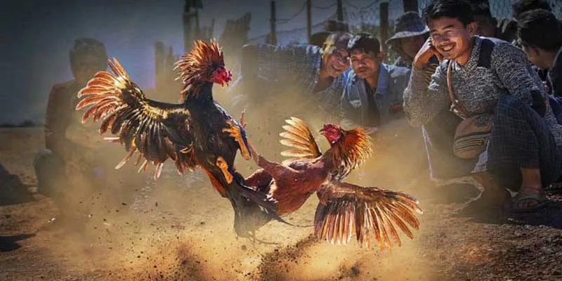 Bí kíp rèn luyện chiến kê ăn thua trong đá gà sinh tử