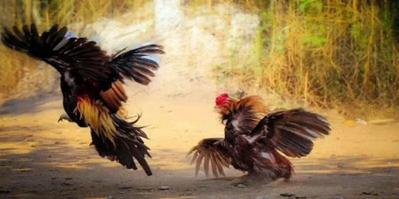 Quy tắc đá gà Thomo