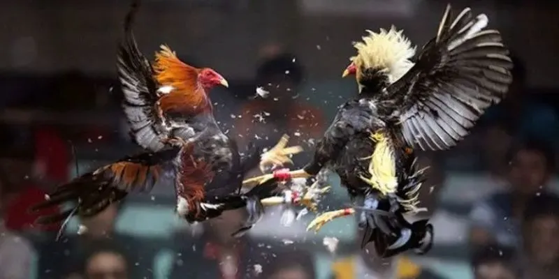 Cách cược khi theo dõi đấu gà Hoàng Gia