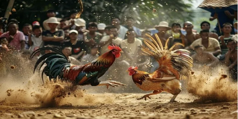 Ưu điểm của trường gà uy tín