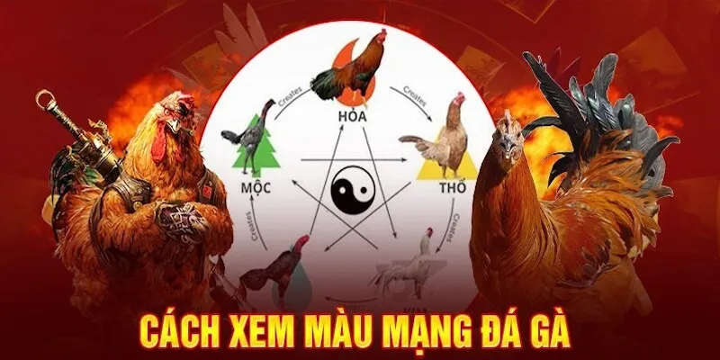Màu mạng đá gà giúp bạn chọn thời điểm xuất trận tất thắng