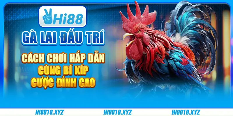 Gà Lai đấu trí - Cách chơi hấp dẫn cùng bí kíp cược đỉnh cao
