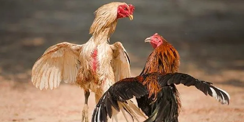 Người chơi có thể tham gia chọi gà không giới hạn qua trực tiếp hoặn trực tuyến