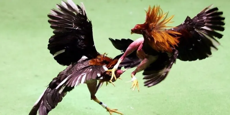 Đấu trường gà chọi truyền thống đã có mặt lâu đời ở các quốc gia