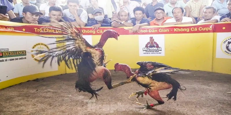 Đấu trường gà khổng lồ có sức hút hấp dẫn