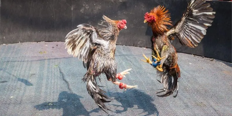 Bí kíp cược đấu trường gà khổng lồ