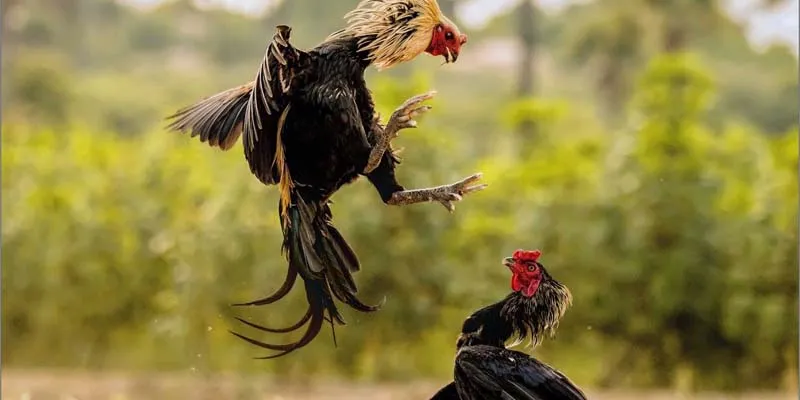 Đấu trường gà sắt là một trong những hình thức giải trí nổi bật