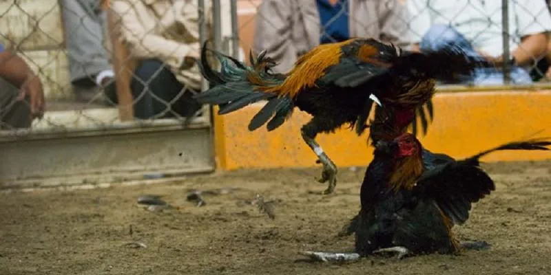 Đấu nhanh, thắng nhanh là những đặc điểm nổi bật của chiến kê cựa sắt