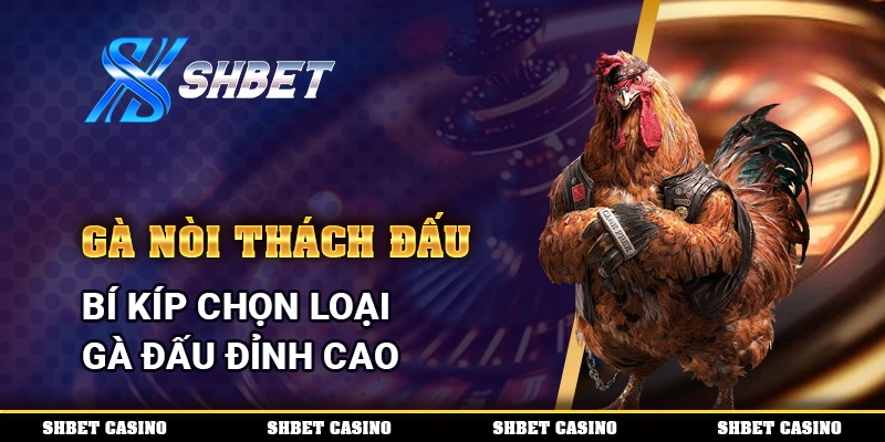 Gà Nòi Thách Đấu