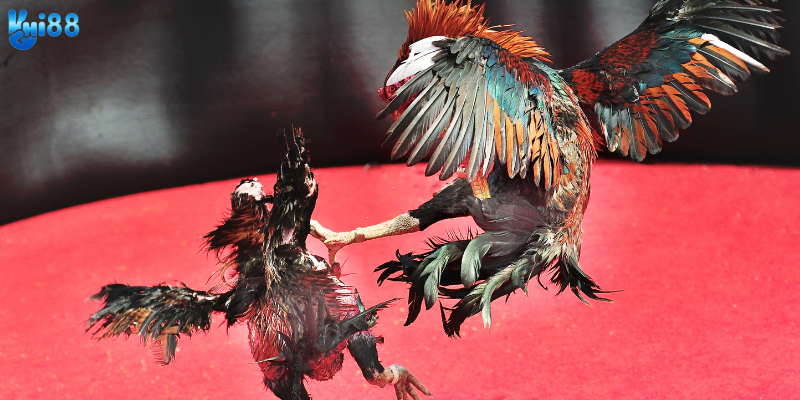 Tham gia đá gà chuyên nghiệp online cùng nhà cái