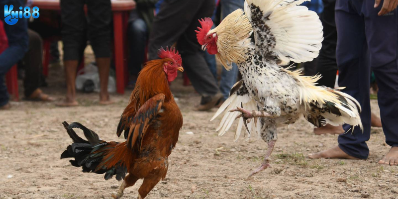 Trải nghiệm trực tiếp sắc nét mỗi ngày