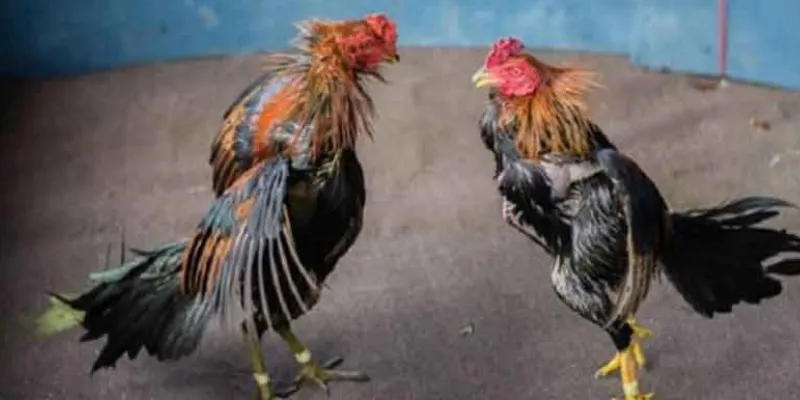 Một số kinh nghiệm mà bạn có thể tham khảo