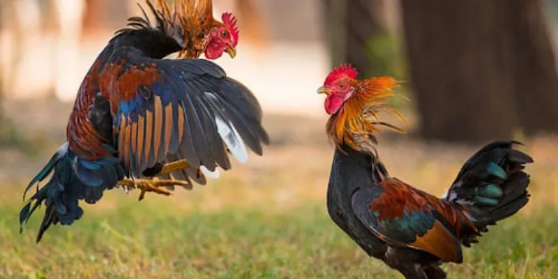 Khái quát về trường gà thomo tại Hi88