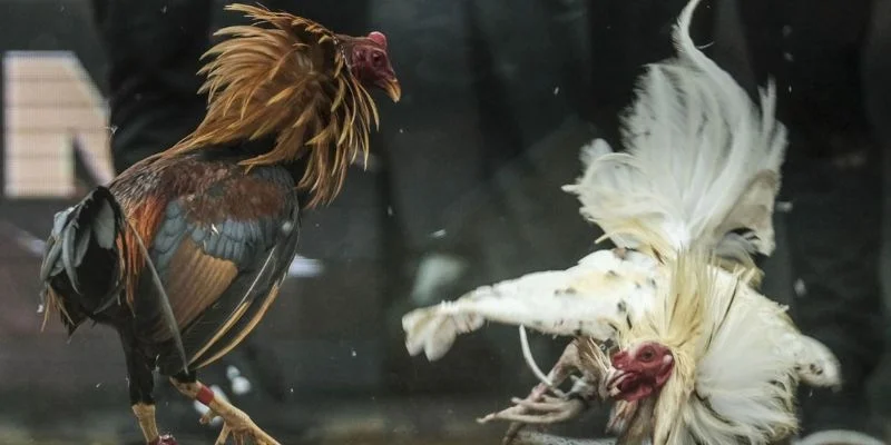 Kinh nghiệm chơi đá gà trực tiếp hiệu quả