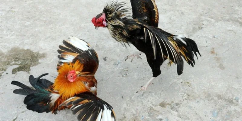 Cách xem và tham gia đá gà trực tiếp