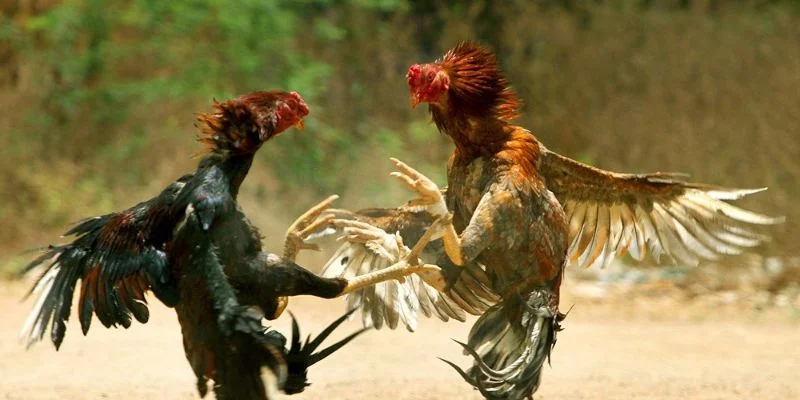 Giới thiệu về đá gà trực tiếp