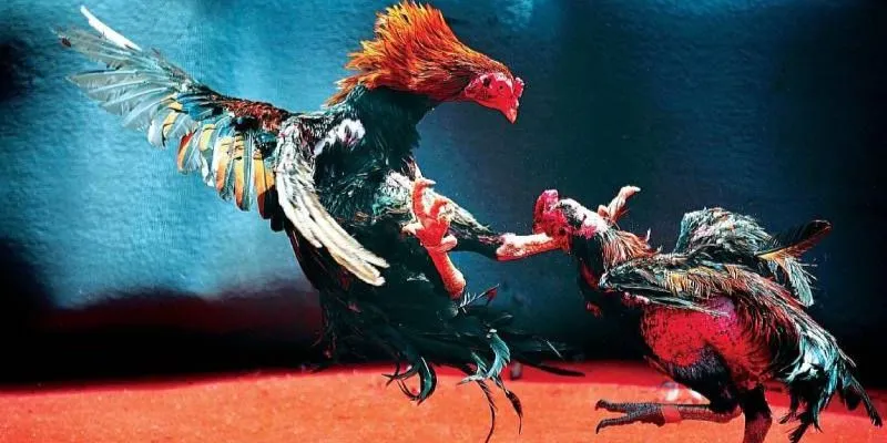 Các kiểu cược phổ biến trong đá gà 