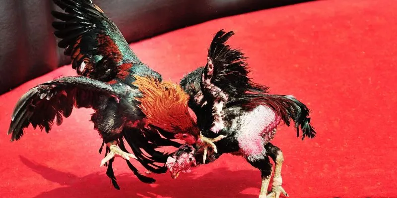 Các bước về cách đọc kèo đá gà 